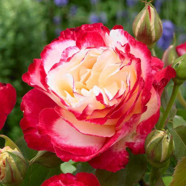 Double Delight Hybrid Tea Garden Roses Pococks Roses The Cornish Rose Company 